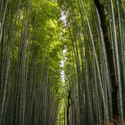 龙腾传世华为客户端下载